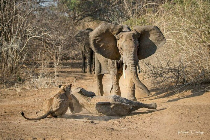 нападение львиц на слонёнка