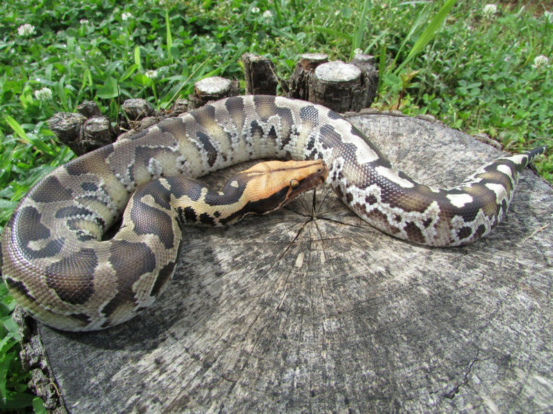 Короткохвостый питон или пёстрый питон (Python curtus) .