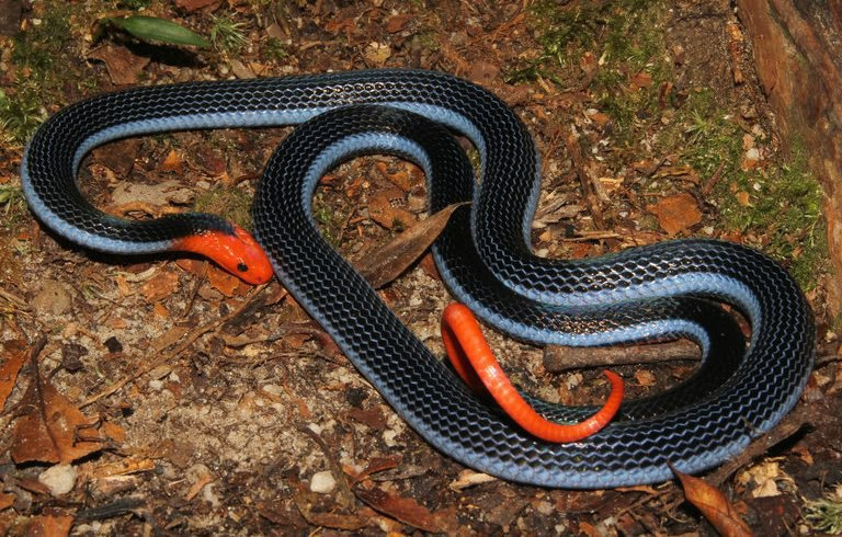 Двухполосая желёзистая змея (Calliophis bivirgata)