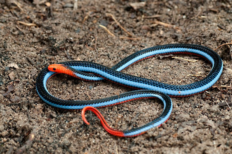 Двухполосая желёзистая змея (Calliophis bivirgata)
