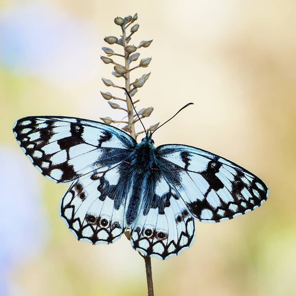 Пестроглазка русская или бархатница русская или меланаргия русская (Melanargia russiae)