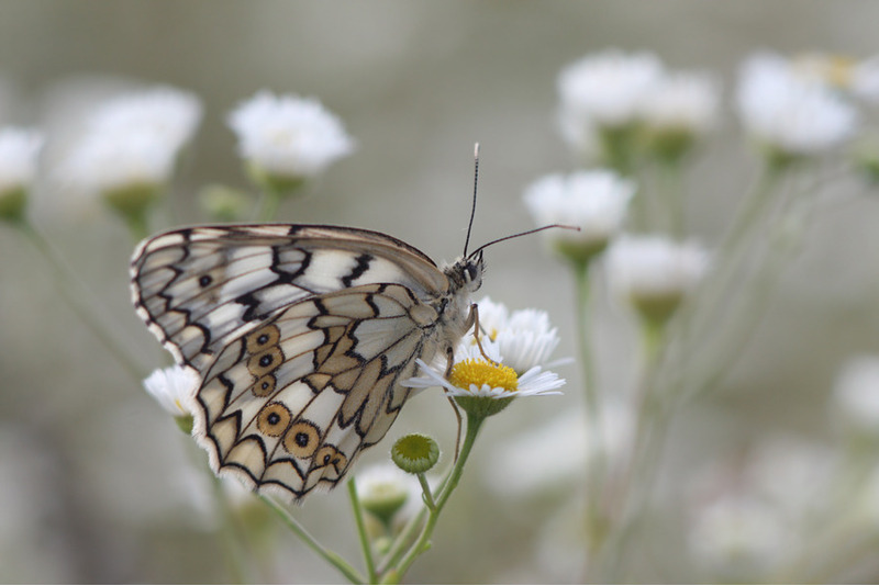 Пестроглазка русская или бархатница русская или меланаргия русская (Melanargia russiae)