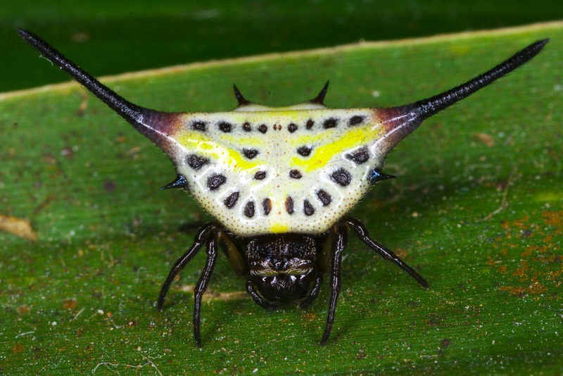 Рогатые пауки (Gasteracantha)