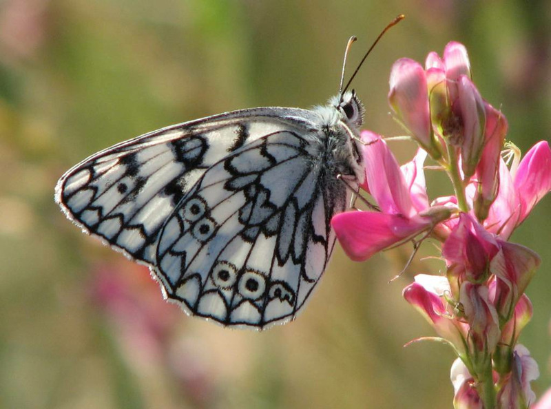 Пестроглазка русская или бархатница русская или меланаргия русская (Melanargia russiae)