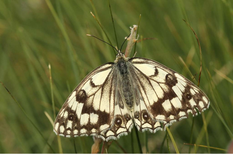 Пестроглазка русская или бархатница русская или меланаргия русская (Melanargia russiae)