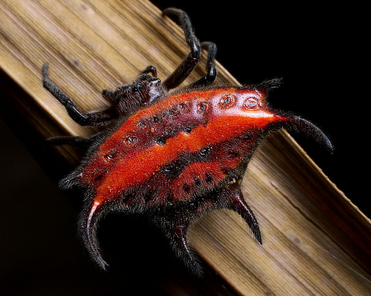 Рогатые пауки (Gasteracantha)