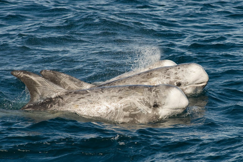 Серый дельфин (Grampus griseus)