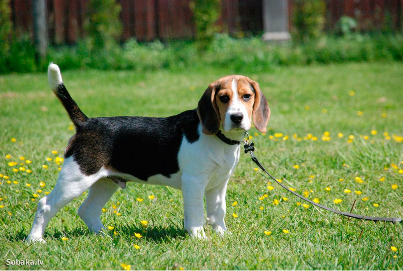 Бигль (beagle — гончая) — охотничья порода собак