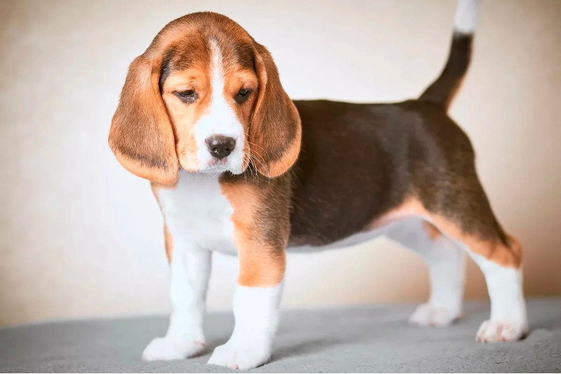 Бигль (beagle — гончая) — охотничья порода собак