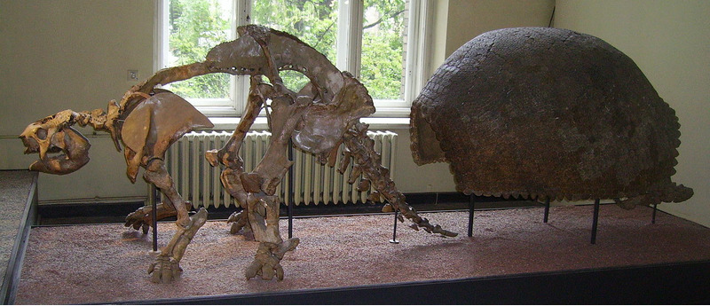 Скелет и панцирь глиптодона