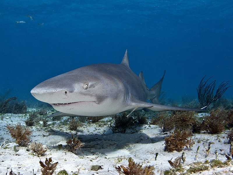Лимонная акула (Negaprion brevirostris)