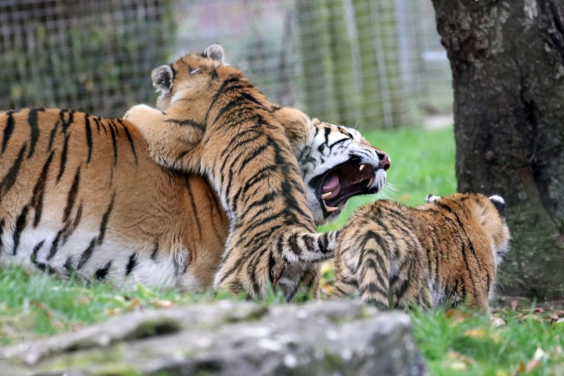 Амурские тигрята