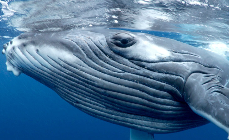 Горбатый кит или Горбач