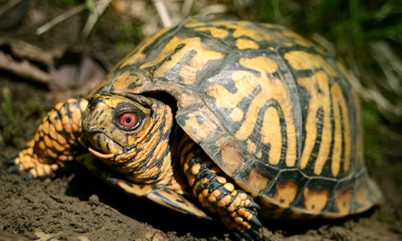 Коробчатые черепахи (Terrapene)