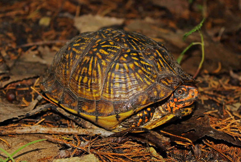 Коробчатые черепахи (Terrapene)