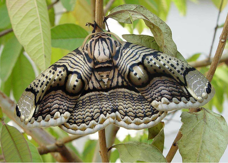Брамея Уоллиха (Brahmaea wallichii)