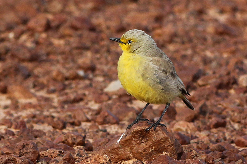 Пустынная ашбия (Ashbyia lovensis)