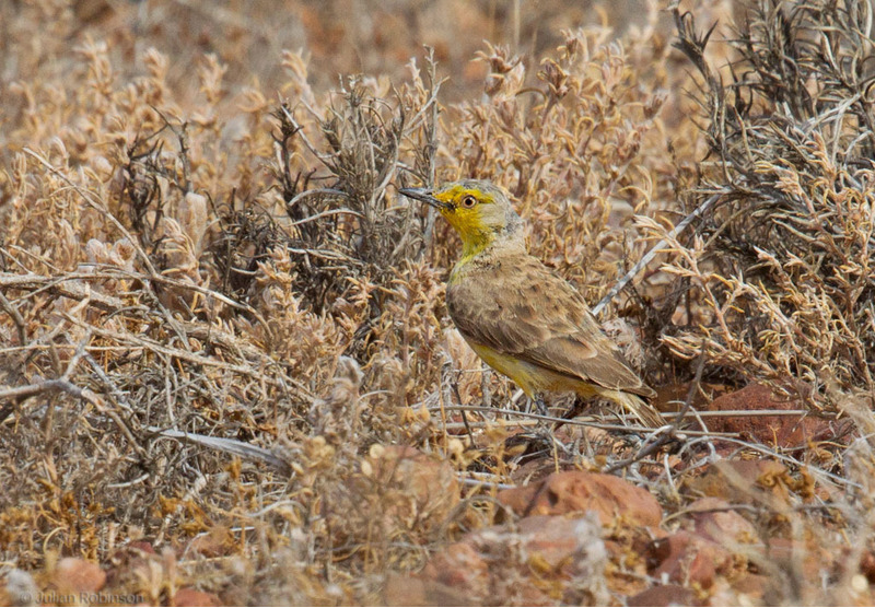 Пустынная ашбия (Ashbyia lovensis)