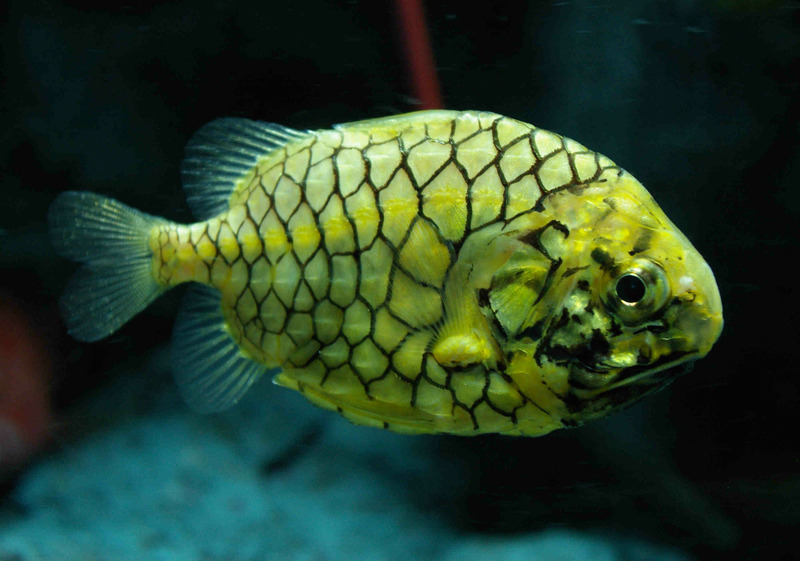 Японский шишечник или рыба-рыцарь, или рыба-сосновая шишка (Monocentris japonica)