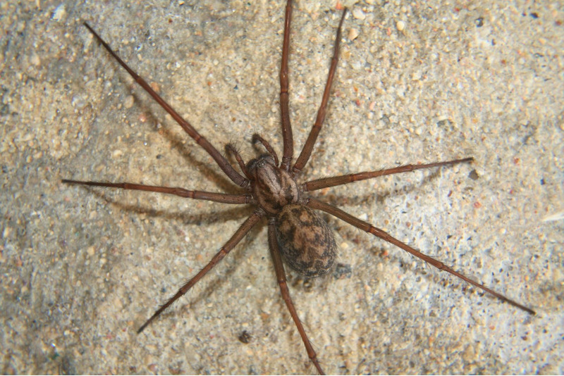 Домовый паук (Tegenaria domestica)