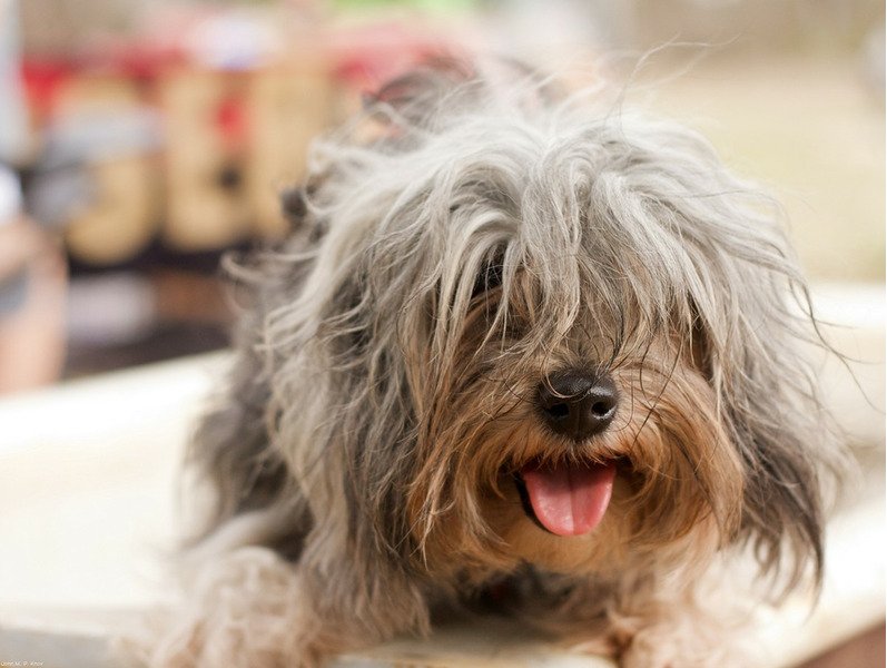 Малая львиная собака