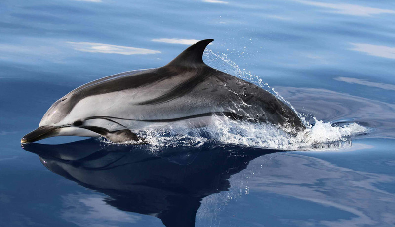 Беломордый дельфин (Lagenorhynchus albirostris)