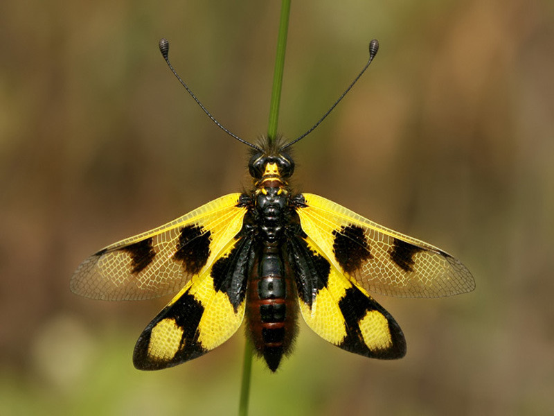 Аскалаф пёстрый или булавоуска пёстрая или бабочник золотоволосый (Libelloides macaronius)
