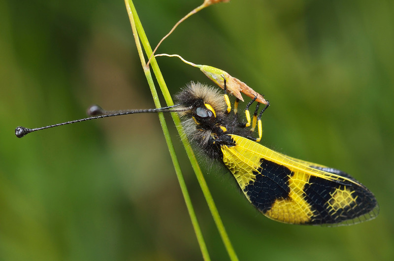 Аскалаф пёстрый или булавоуска пёстрая или бабочник золотоволосый (Libelloides macaronius)