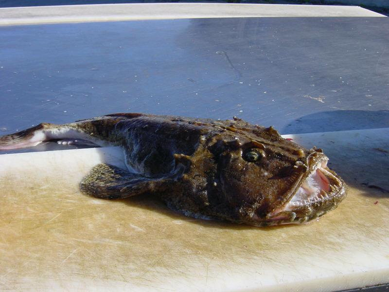 Европейский удильщик или европейский морской чёрт (Lophius piscatorius)