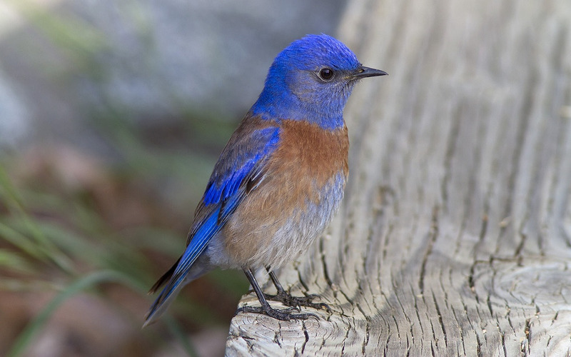 Западная сиалия (Sialia mexicana)