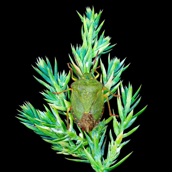 Щитник зелёный древесный (Palomena prasina)