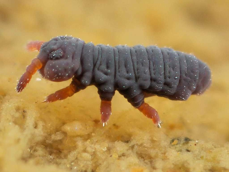 Коллемболы или ногохвостки (Collembola)