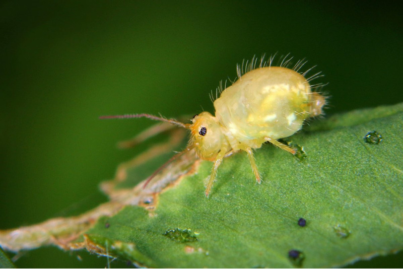 Коллемболы или ногохвостки (Collembola)