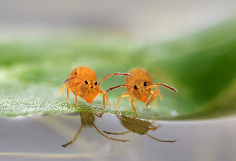 Коллемболы или ногохвостки (Collembola)