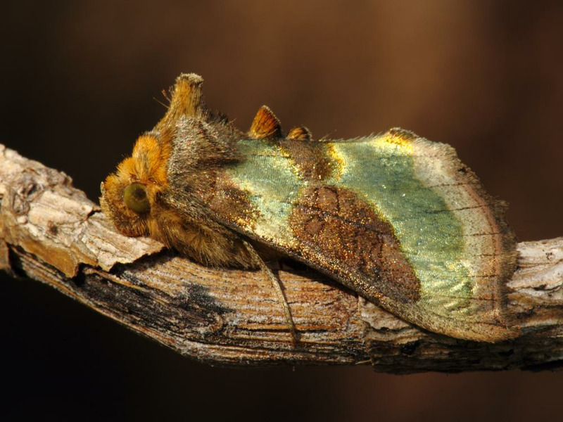 Металловидка золотая или совка золотая (Diachrysia chrysitis)