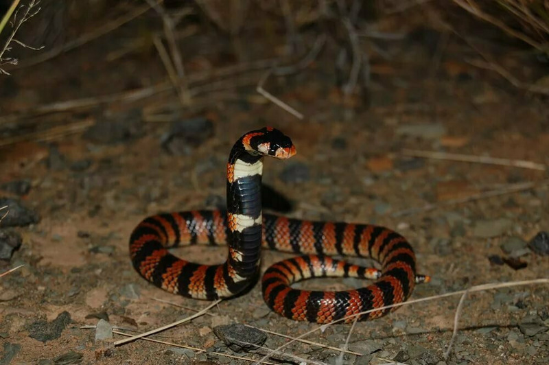 Южноафриканская щитковая кобра (Aspidelaps lubricus)