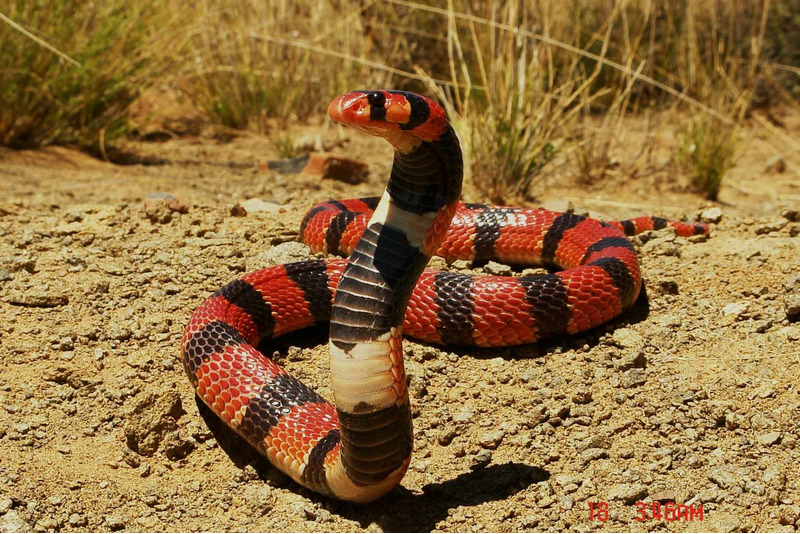 Южноафриканская щитковая кобра (Aspidelaps lubricus)