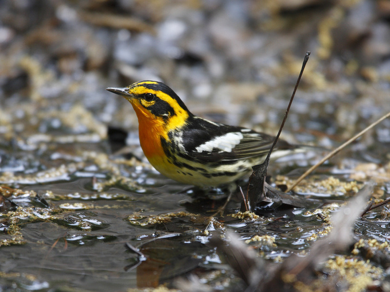 Еловый лесной певун (Dendroica fusca) Еловый лесной певун (Dendroica fusca)