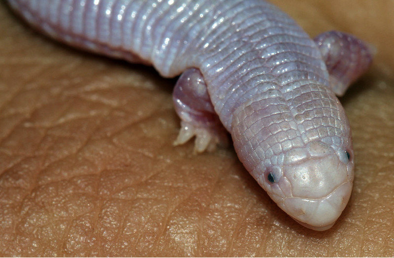 Айолот (Bipes biporus)