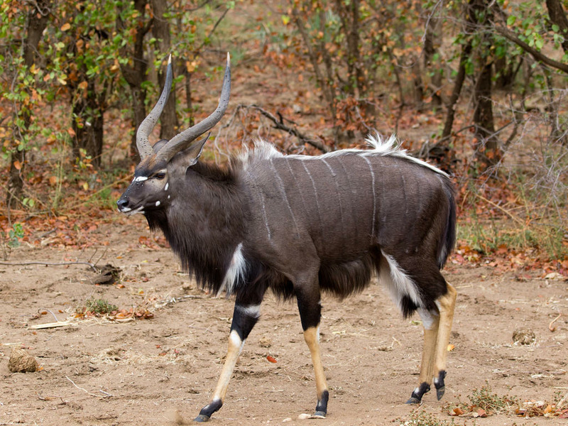 африканская антилопа Ньяла (Tragelaphus angasii)