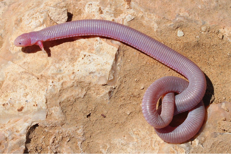 Айолот (Bipes biporus)