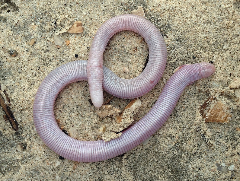 Айолот (Bipes biporus)