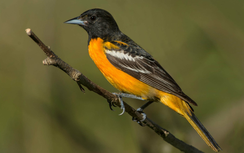 Балтиморская иволга или Балтиморский цветной трупиал (Icterus galbula)