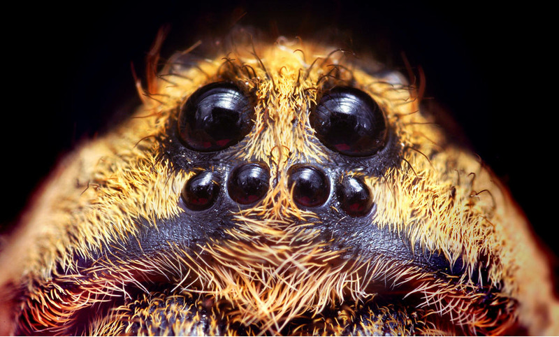 Расположение глаз у пауков-волков