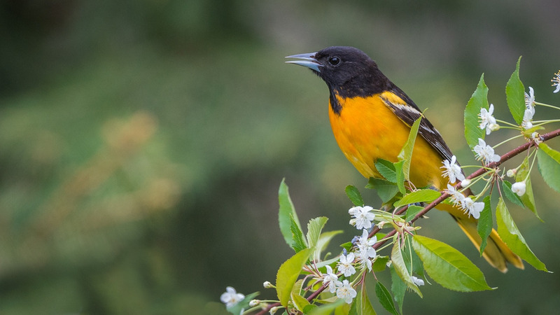 Балтиморская иволга или Балтиморский цветной трупиал (Icterus galbula)