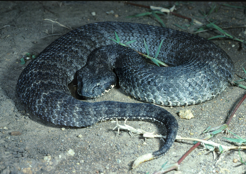 Гадюкообразная смертельная змея (Acanthophis antarcticus)