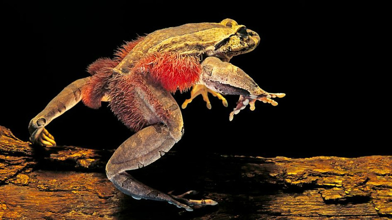 Волосатая лягушка (Trichobatrachus robustus)