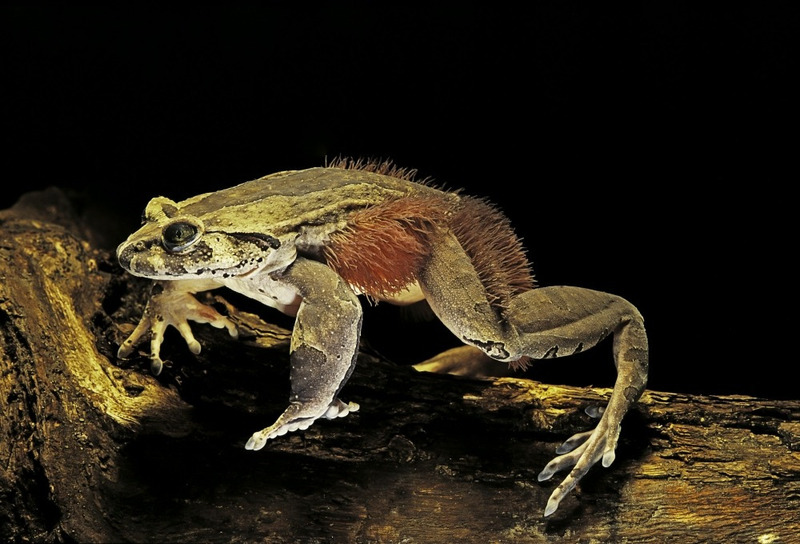 Волосатая лягушка (Trichobatrachus robustus)