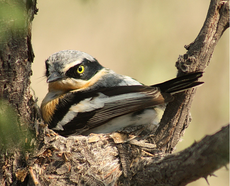 Скромный батис (Batis pririt)
