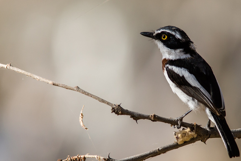 Скромный батис (Batis pririt)
